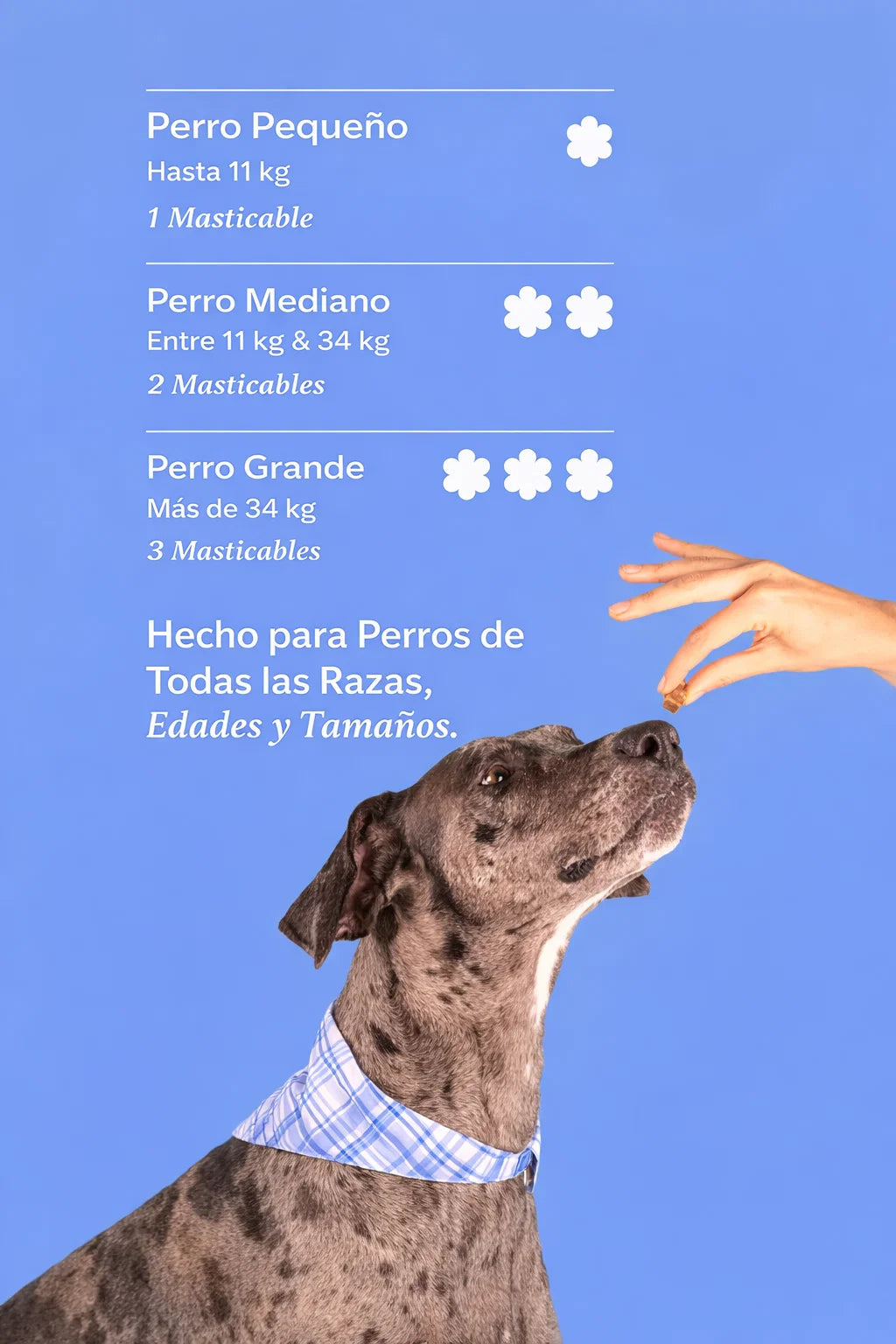 Dog is Human Probiótico Multivitamínico Premium - Mejora el Sistema Inmunológico 🦠☠️🐶🐾